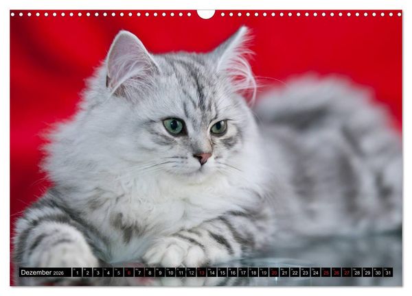 Produktbild: Rassekatzen (Wandkalender 2026 DIN A3 quer), CALVENDO Monatskalender