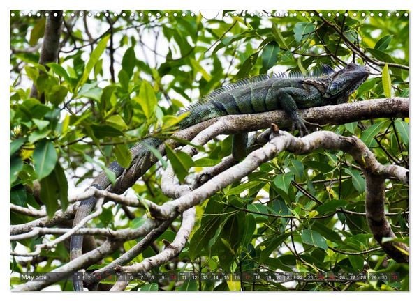 Produktbild: Amazing Costa Rica (Wall Calendar 2026 DIN A3 landscape), CALVENDO 12 Month Wall Calendar