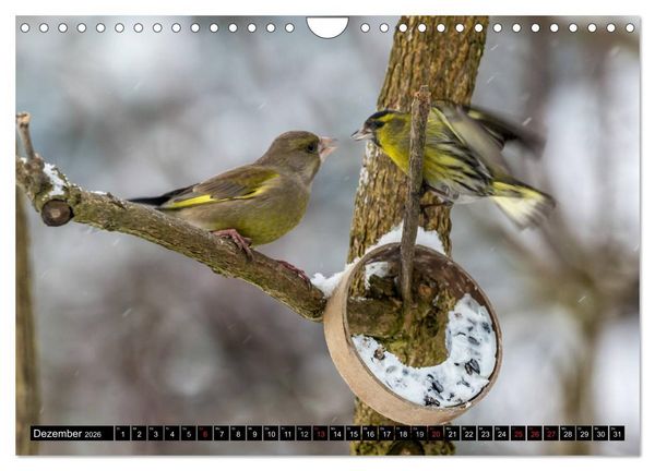 Produktbild: Gartenv&ouml;gel (Wandkalender 2026 DIN A4 quer), CALVENDO Monatskalender