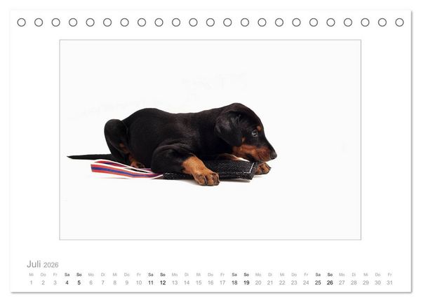 Produktbild: Dobermann Welpen (Tischkalender 2026 DIN A5 quer), CALVENDO Monatskalender
