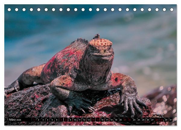Produktbild: Naturparadies Galapagos - UNESCO Weltkulturerbe (Tischkalender 2026 DIN A5 quer), CALVENDO Monatskalender
