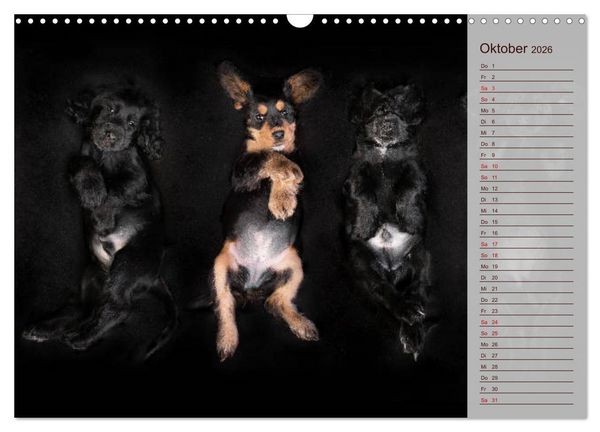 Produktbild: Englische Cocker Spaniel Welpen (Wandkalender 2026 DIN A3 quer), CALVENDO Monatskalender