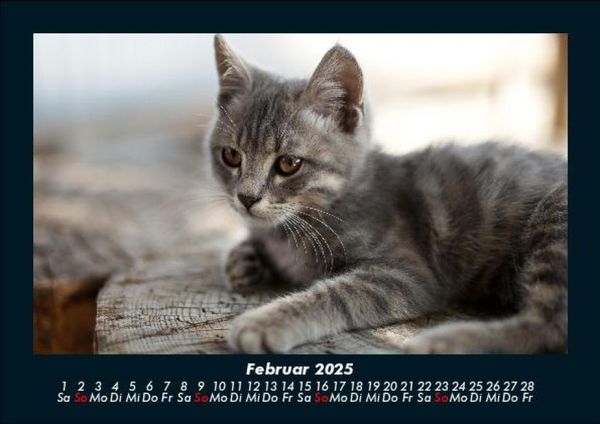 Produktbild: Tierkalender 2025 Fotokalender DIN A5