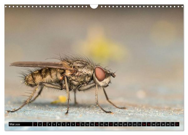 Produktbild: Kleine Wesen &ndash; Makroaufnahmen von einheimischen Insekten (Wandkalender 2026 DIN A3 quer), CALVENDO Monatskalender