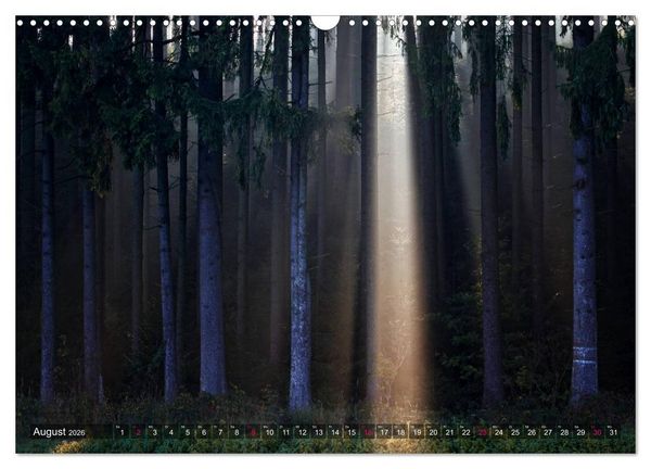Produktbild: Erleuchtung im Wald (Wandkalender 2026 DIN A3 quer), CALVENDO Monatskalender