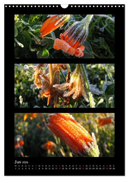 Produktbild: ZAUBERWELT DER BLUMEN - EISKRISTALLE & WASSERPERLEN (Wandkalender 2026 DIN A3 hoch), CALVENDO Monatskalender