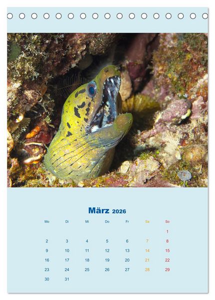 Produktbild: Portraitaufnahmen - Fische (Tischkalender 2026 DIN A5 hoch), CALVENDO Monatskalender