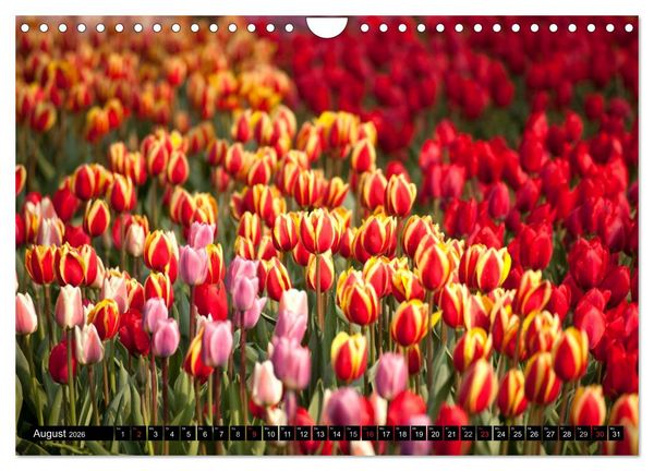 Produktbild: Tulpen (Wandkalender 2026 DIN A4 quer), CALVENDO Monatskalender