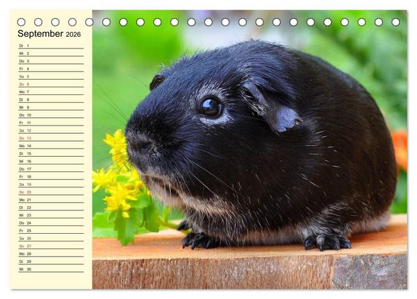 Produktbild: Meerschweinchen. Geliebte Nager (Tischkalender 2026 DIN A5 quer), CALVENDO Monatskalender