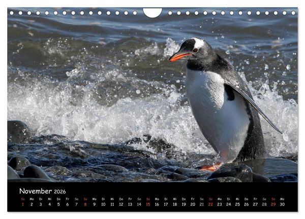 Produktbild: Pinguine aus aller Welt (Wandkalender 2026 DIN A4 quer), CALVENDO Monatskalender