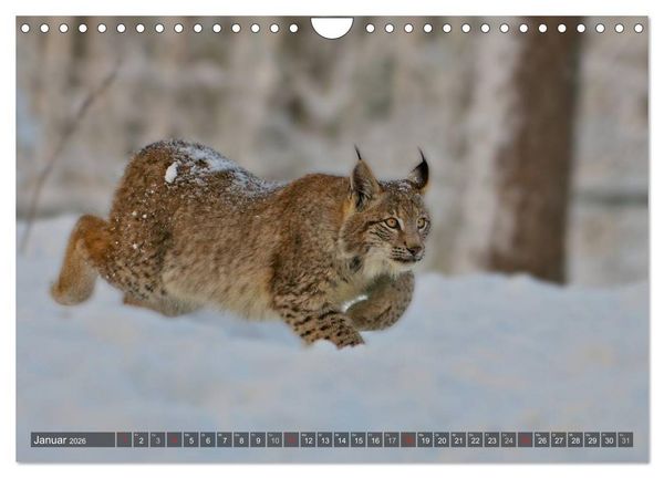 Produktbild: Der Luchs - Dem Pinselohr auf der Spur (Wandkalender 2026 DIN A4 quer), CALVENDO Monatskalender