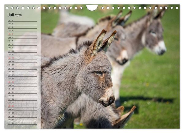 Produktbild: Esel. H&uuml;bsch, klug und flei&szlig;ig (Wandkalender 2026 DIN A4 quer), CALVENDO Monatskalender