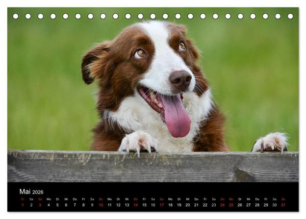 Produktbild: Border Collies (Tischkalender 2026 DIN A5 quer), CALVENDO Monatskalender