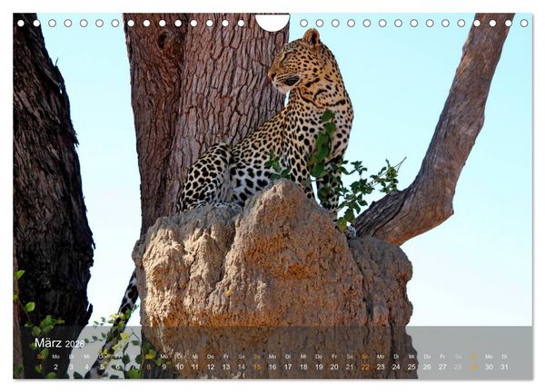 Produktbild: Botswana Wildlife (Wandkalender 2026 DIN A4 quer), CALVENDO Monatskalender