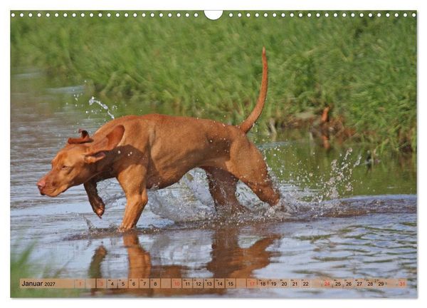 Produktbild: Magyar Vizsla - Vielseitiger Jagdhund mit Familienanschluss (Wandkalender 2027 DIN A3 quer), CALVENDO Monatskalender
