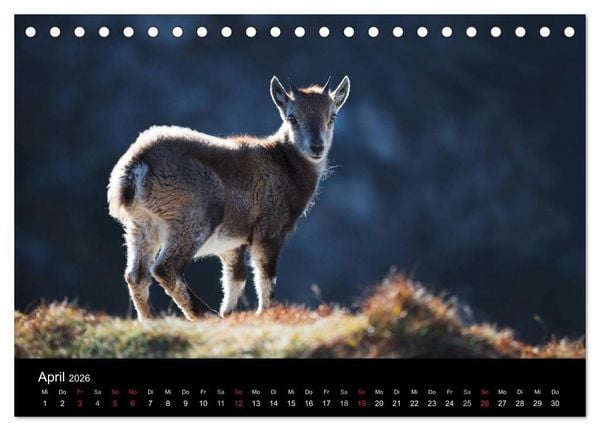 Produktbild: BERNER ALPEN - Natur und Landschaften (Tischkalender 2026 DIN A5 quer), CALVENDO Monatskalender