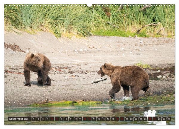 Produktbild: Grizzlyb&auml;ren im Katmai Nationalpark Alaska (Wandkalender 2026 DIN A2 quer), CALVENDO Monatskalender