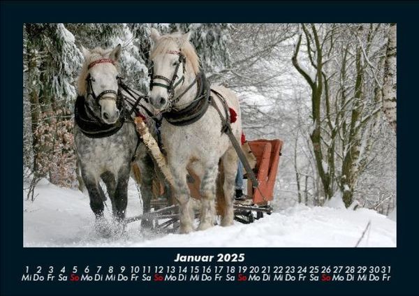 Produktbild: Pferde Kalender 2025 Fotokalender DIN A5
