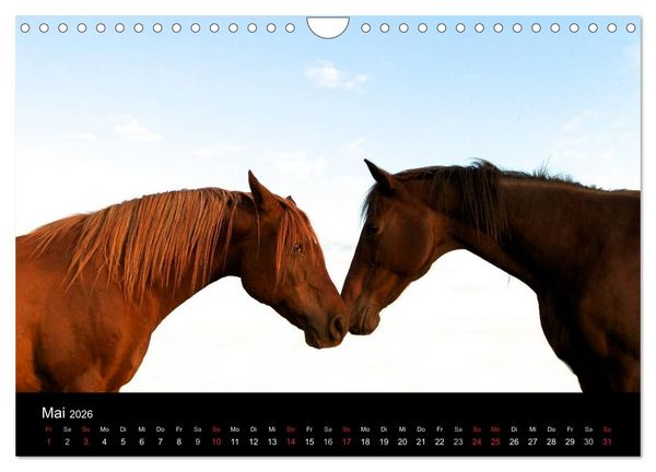 Produktbild: Wilde Pferde (Wandkalender 2026 DIN A4 quer), CALVENDO Monatskalender