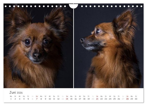 Produktbild: charakterstarke Hunde, wundersch&ouml;ne Hundeportraits (Wandkalender 2026 DIN A4 quer), CALVENDO Monatskalender