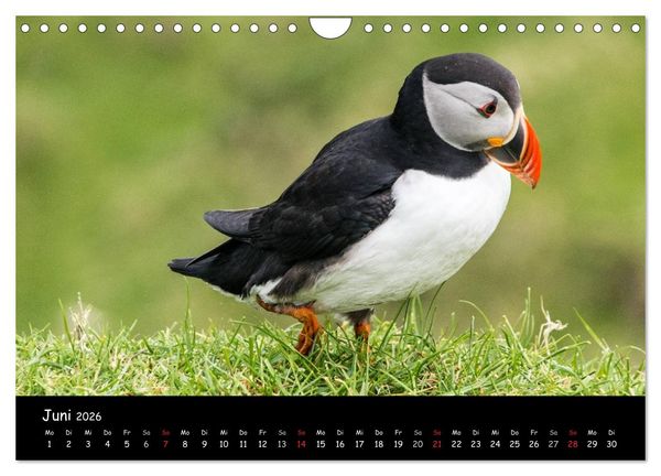 Produktbild: Die Papageientaucher von Mykines (Wandkalender 2026 DIN A4 quer), CALVENDO Monatskalender