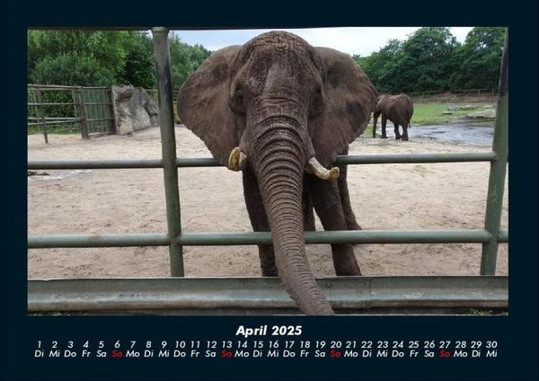 Produktbild: Der Tierkalender 2025 Fotokalender DIN A4