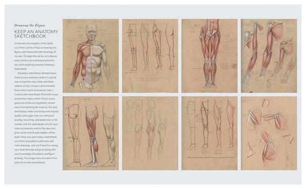 Produktbild: Basic Human Anatomy