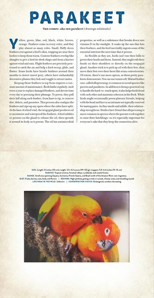 Produktbild: Birds
