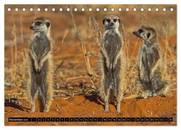 Produktbild: Safari durch das S&uuml;dliche Afrika (Tischkalender 2026 DIN A5 quer), CALVENDO Monatskalender