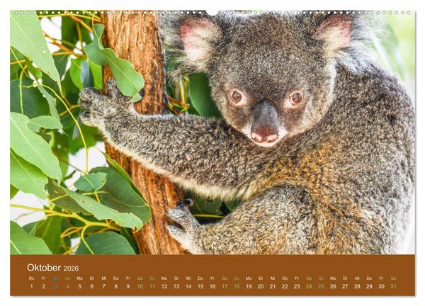 Produktbild: Koalas, putzige Gesellen (hochwertiger Premium Wandkalender 2026 DIN A2 quer), Kunstdruck in Hochglanz