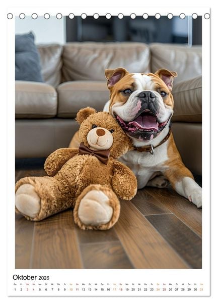 Produktbild: Englische Bulldogge - sanfter Kumpel (Tischkalender 2026 DIN A5 hoch), CALVENDO Monatskalender