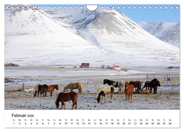 Produktbild: Die Pferde Islands - Ein Streifzug durch Island (Wandkalender 2026 DIN A4 quer), CALVENDO Monatskalender