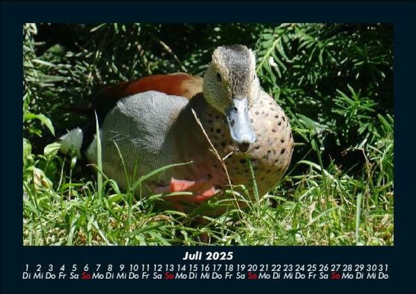 Produktbild: Enten 2025 Fotokalender DIN A5