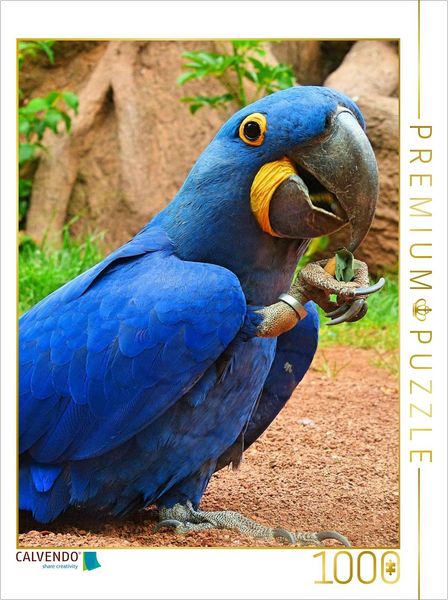 CALVENDO Puzzle Verspielter Hyazinth-Ara | 1000 Teile Lege-Größe 64x48cm Foto-Puzzle für glückliche Stunden