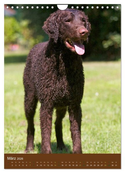 Produktbild: Curly Coated Retriever 2026 (Wandkalender 2026 DIN A4 hoch), CALVENDO Monatskalender