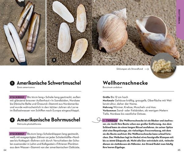 Produktbild: Basic Strand und K&uuml;ste