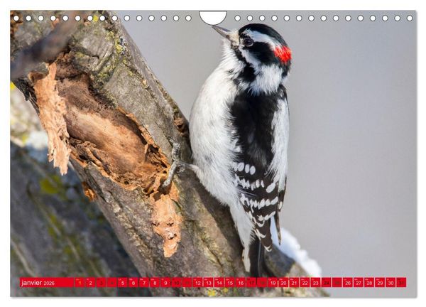 Produktbild: LA FOR&Ecirc;T DES PICS (Calendrier mural 2026 DIN A4 vertical), CALVENDO calendrier mensuel