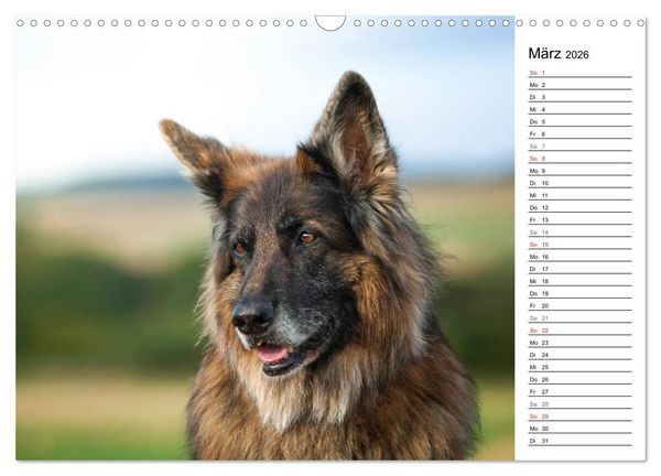 Produktbild: Zauberhafte Langhaar Sch&auml;ferhunde (Wandkalender 2026 DIN A3 quer), CALVENDO Monatskalender