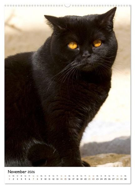 Produktbild: bezaubernde Britisch Kurzhaar Katzen (hochwertiger Premium Wandkalender 2026 DIN A2 hoch), Kunstdruck in Hochglanz