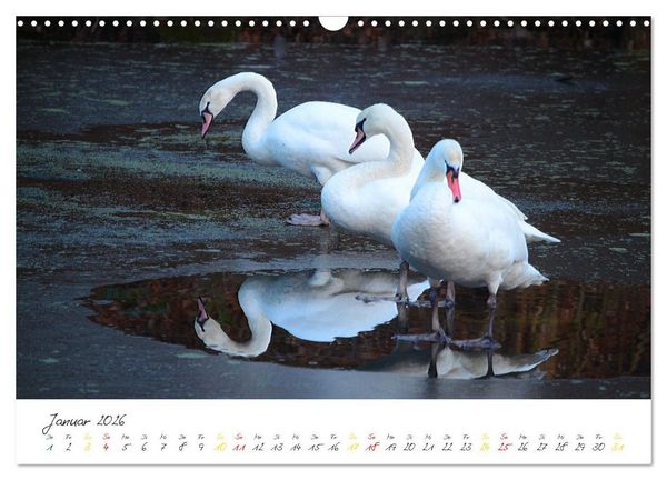 Produktbild: Schw&auml;ne, Liebe f&uuml;r die Ewigkeit (Wandkalender 2026 DIN A3 quer), CALVENDO Monatskalender