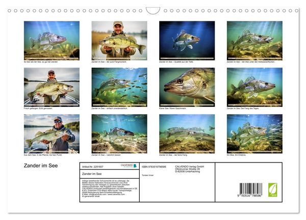 Produktbild: Zander im See (Wandkalender 2027 DIN A3 quer), CALVENDO Monatskalender