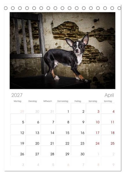 Produktbild: Tischplaner 2027 - Chihuahuas - Cool and Cute (A5 Tischkalender zum Aufstellen) CALVENDO