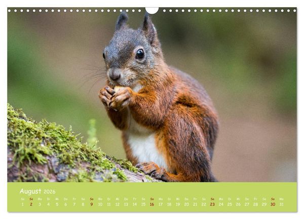 Produktbild: Eichh&ouml;rnchen - die s&uuml;&szlig;en Nussknacker (Wandkalender 2026 DIN A3 quer), CALVENDO Monatskalender