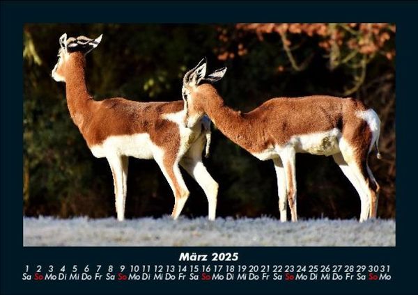 Produktbild: Tiere in der Wildnis 2025 Fotokalender DIN A5