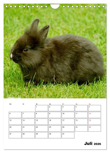 Produktbild: Kaninchen Terminplaner (Wandkalender 2026 DIN A4 hoch), CALVENDO Monatskalender