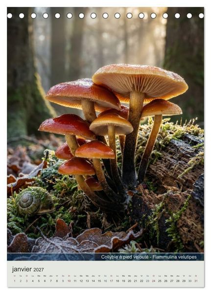 Produktbild: MAGIE DU SOUS-BOIS (Calendrier de bureau 2027 DIN A5 horizontal), CALVENDO calendrier mensuel