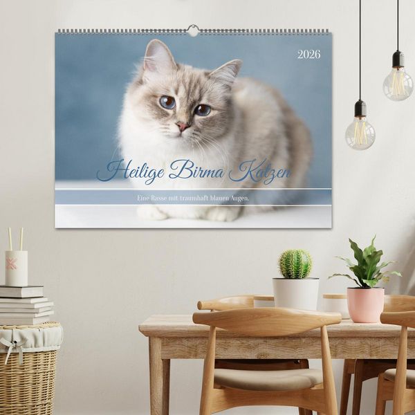Produktbild: Heilige Birma Katzen - Eine Rasse mit traumhaft blauen Augen. (Wandkalender 2026 DIN A2 quer), CALVENDO Monatskalender