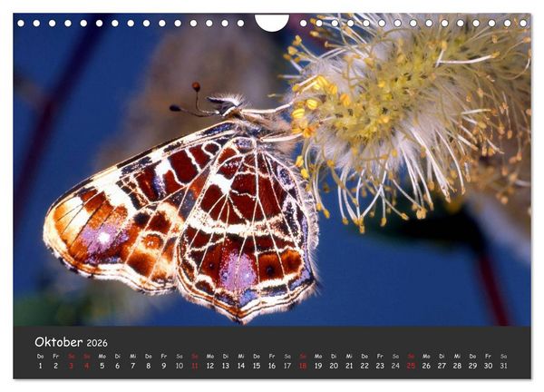 Produktbild: Wundersch&ouml;ne Schmetterlinge (Wandkalender 2026 DIN A4 quer), CALVENDO Monatskalender