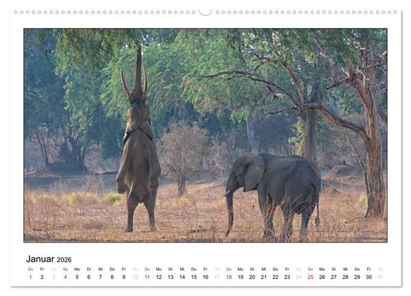 Produktbild: Afrikanische Elefanten (Wandkalender 2026 DIN A2 quer), CALVENDO Monatskalender