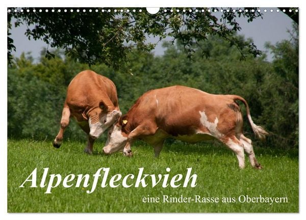 Produktbild: Alpenfleckvieh (Wandkalender 2026 DIN A3 quer), CALVENDO Monatskalender